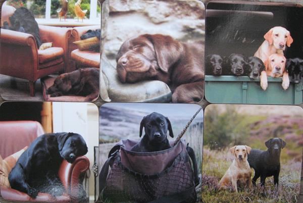 Grote foto prachtige kado artikelen van de labrador retriever dieren en toebehoren retrievers spani ls en waterhonden