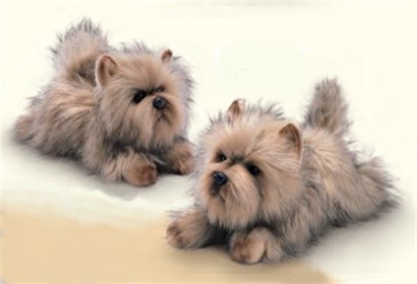 Grote foto prachtige kado artikelen van diverse terri rs dieren en toebehoren jack russells en terri rs