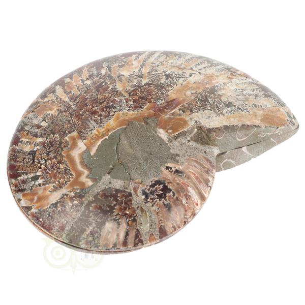 Grote foto ammoniet fossiel paartje nr 51 693 gram verzamelen overige verzamelingen