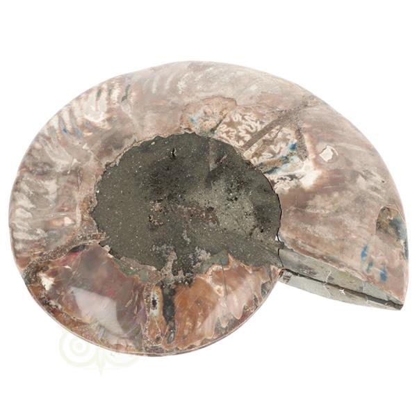 Grote foto ammoniet fossiel paartje nr 48 923 gram verzamelen overige verzamelingen