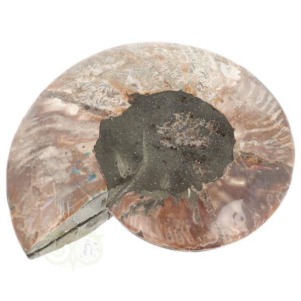 Grote foto ammoniet fossiel paartje nr 48 923 gram verzamelen overige verzamelingen