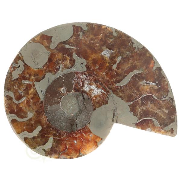 Grote foto ammoniet fossiel paartje nr 46 417 gram verzamelen overige verzamelingen
