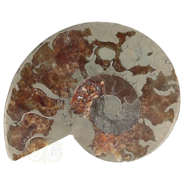 Grote foto ammoniet fossiel paartje nr 46 417 gram verzamelen overige verzamelingen