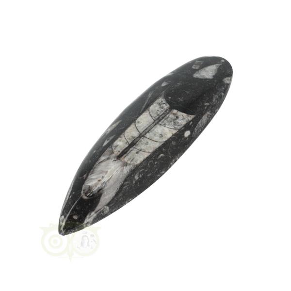 Grote foto orthoceras fossiel geslepen nr 18 116 gram verzamelen overige verzamelingen