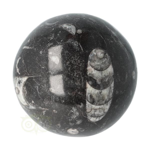 Grote foto orthoceras fossiel bol nr 11 8.71 cm 927 gram verzamelen overige verzamelingen