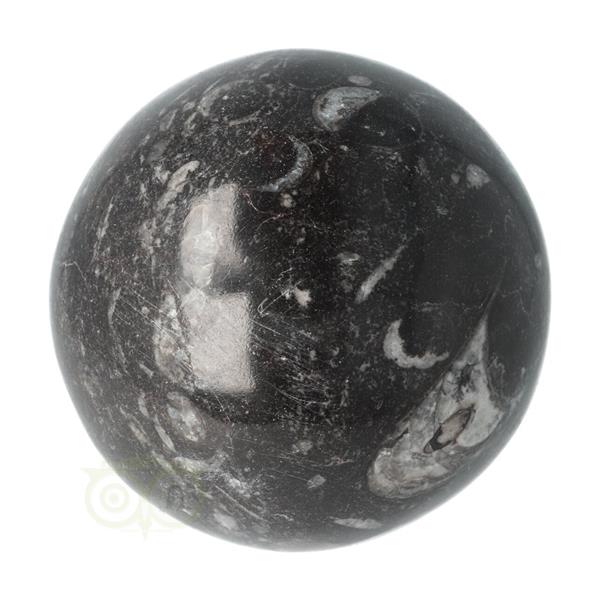 Grote foto orthoceras fossiel bol nr 11 8.71 cm 927 gram verzamelen overige verzamelingen