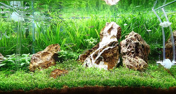 Grote foto maple leaf stone 10 20cm aquarium decoratie stenen dieren en toebehoren vissenkommen