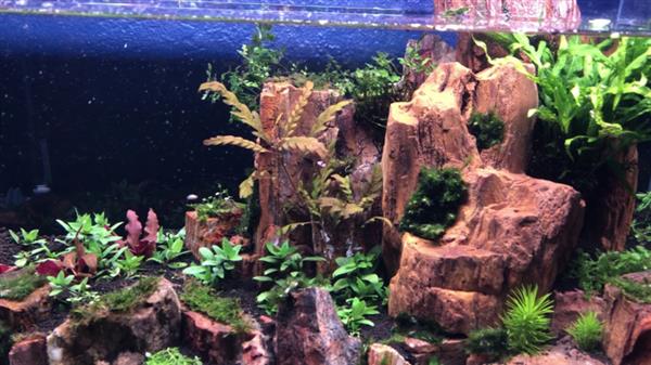 Grote foto red wood stone 20 30cm aquarium decoratie stenen dieren en toebehoren vissenkommen