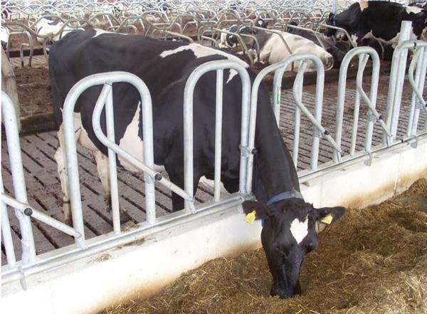 Grote foto voerhek spinder zweeds zelfsluitend voor grootvee dieren en toebehoren runderen