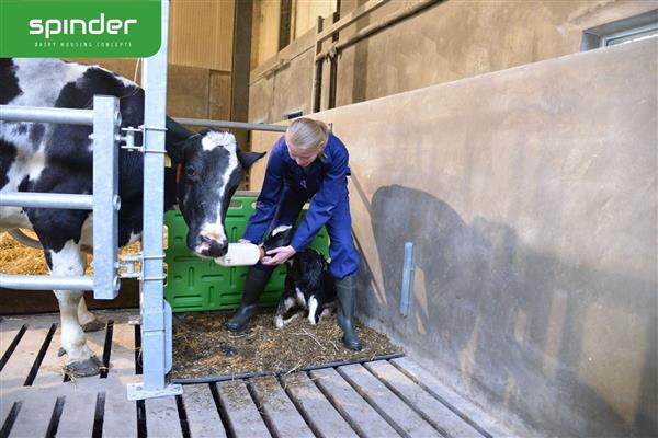 Grote foto cuddle box spinder complete opstelling dieren en toebehoren runderen