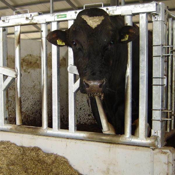 Grote foto veiligheidsvoerhek voor stieren dieren en toebehoren runderen