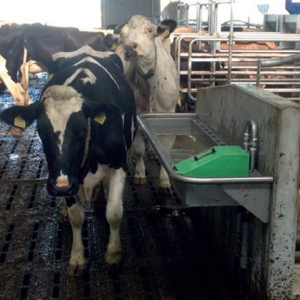 Grote foto drinkbak rvs spinder pingo 200 muurbevestiging dieren en toebehoren runderen