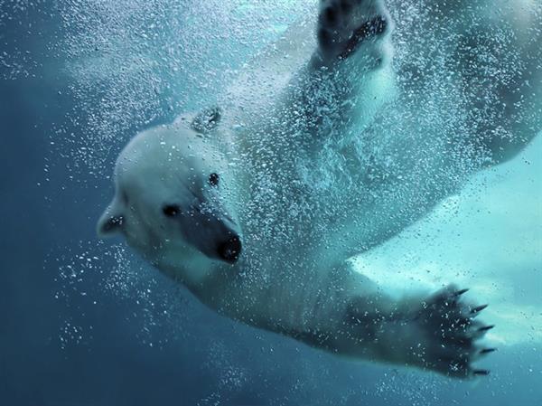 Grote foto geldige dierenpark emmen korting uitverkoop 2023 tickets en kaartjes dierentuinen