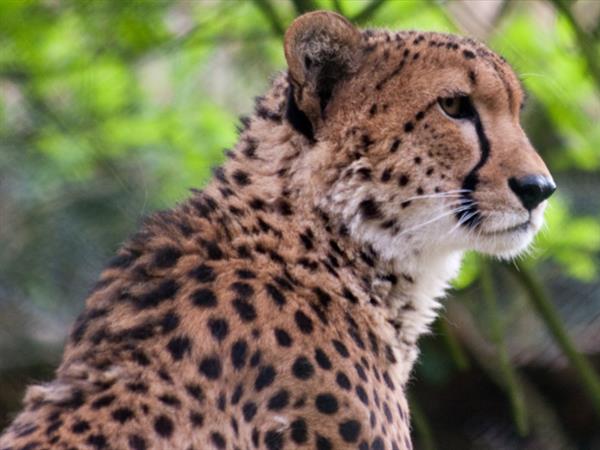 Grote foto geldige dierenpark amersfoort korting uitverkoop 2023 tickets en kaartjes dierentuinen