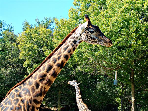 Grote foto geldige dierenpark amersfoort korting uitverkoop 2023 tickets en kaartjes dierentuinen