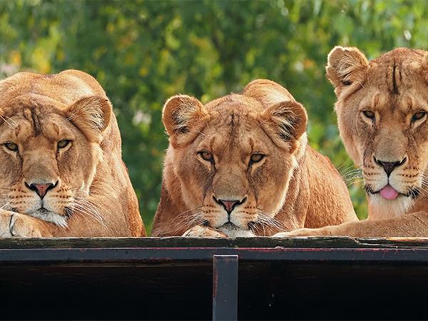 Grote foto geldige safaripark beekse bergen korting uitverkoop 2023 tickets en kaartjes dierentuinen
