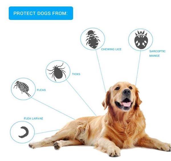 Grote foto vlooienband vlooien teken band hond honden tekenband 8mnd dieren en toebehoren toebehoren