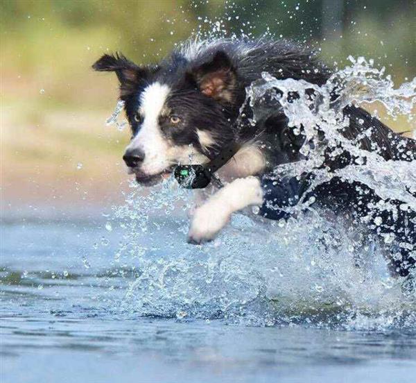 Grote foto anti blaf blafband antiblafband hond antiblaf band afst. blauw dieren en toebehoren toebehoren