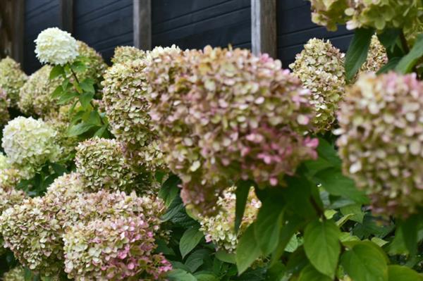 Grote foto hydrangea pan. limelight pluimhortensia tuin en terras sierplanten