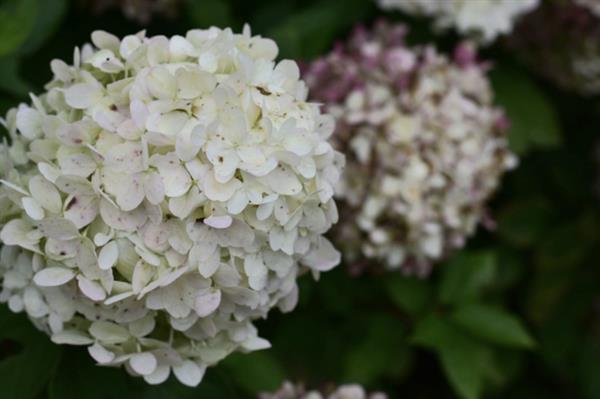 Grote foto hydrangea pan. limelight pluimhortensia tuin en terras sierplanten