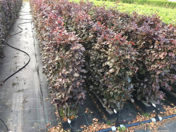 Grote foto fagus sylvatica atrop kant en klaar haag breedte 1 mtr. rode beuk beukenhaag tuin en terras sierplanten