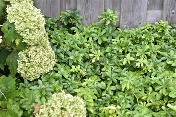 Grote foto pachysandra term. green carpet tuin en terras sierplanten