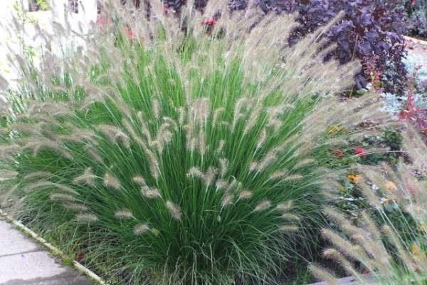 Grote foto pennisetum alo. hameln lampenpoetser gras tuin en terras sierplanten