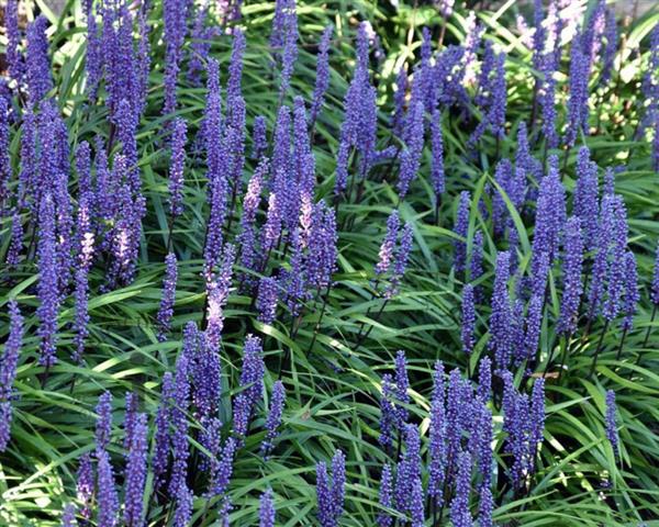 Grote foto liriope muscari moneymaker leliegras tuin en terras gras en kunstgras