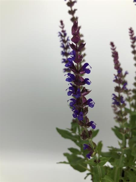 Grote foto salvia nem. ostfriesland tuin en terras sierplanten