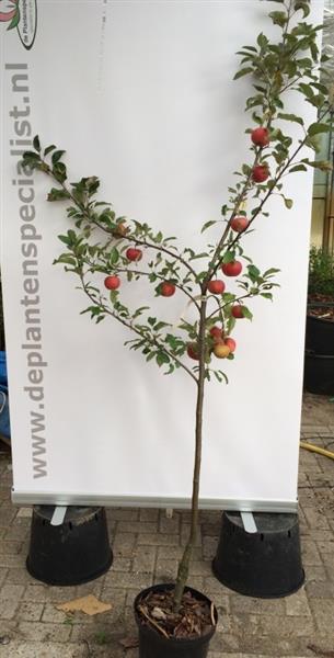 Grote foto struikvorm fruitboom appel peer kers of pruim tuin en terras bomen en struiken