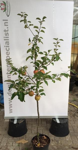 Grote foto struikvorm fruitboom appel peer kers of pruim tuin en terras bomen en struiken