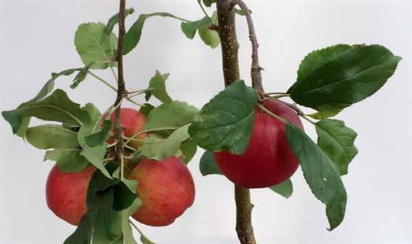 Grote foto struikvorm fruitboom appel peer kers of pruim tuin en terras bomen en struiken