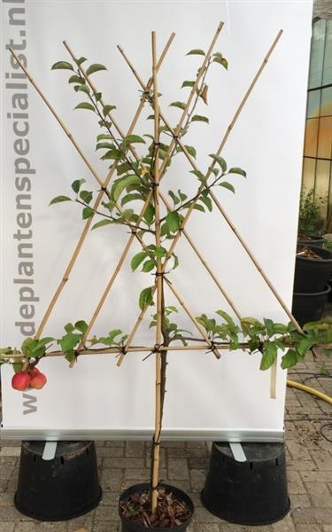 Grote foto leivorm struik fruitboom appel peer pruim of kers tuin en terras bomen en struiken