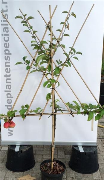 Grote foto leivorm struik fruitboom appel peer pruim of kers tuin en terras bomen en struiken