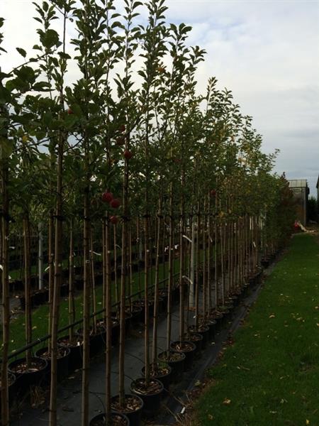 Grote foto halfstam fruitboom appel peer kers of pruim tuin en terras bomen en struiken