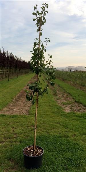 Grote foto halfstam fruitboom appel peer kers of pruim tuin en terras bomen en struiken