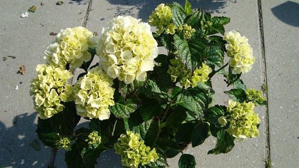 Grote foto hydrangea nowball witte hortensia tuin en terras sierplanten