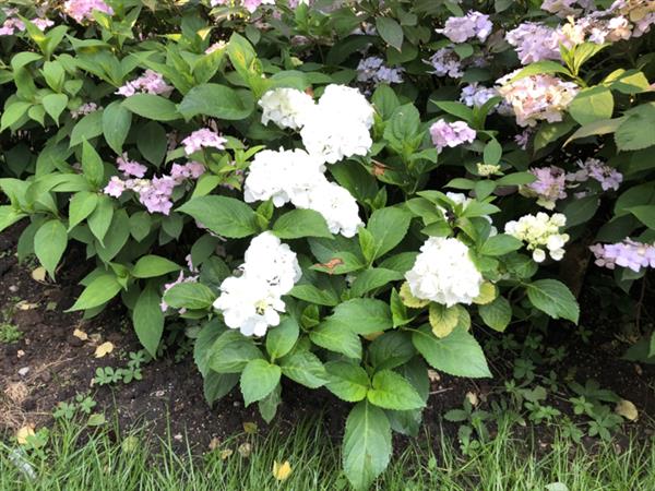 Grote foto hydrangea nowball witte hortensia tuin en terras sierplanten