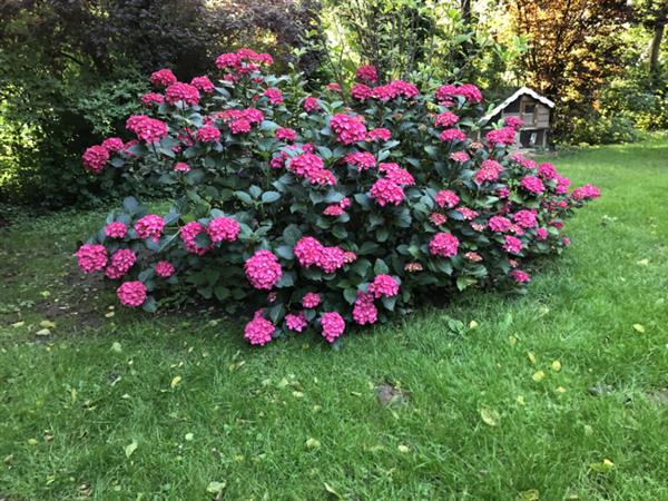 Grote foto hydrangea macr. mevr sanguine donkerrood blad en roze bloemen tuin en terras sierplanten