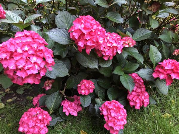 Grote foto hydrangea macr. mevr sanguine donkerrood blad en roze bloemen tuin en terras sierplanten