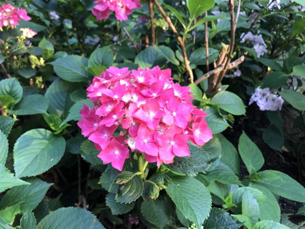 Grote foto hydrangea macr. mevr sanguine donkerrood blad en roze bloemen tuin en terras sierplanten
