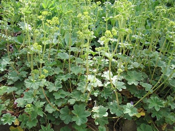 Grote foto alchemilla erythropoda vrouwenmantel tuin en terras sierplanten