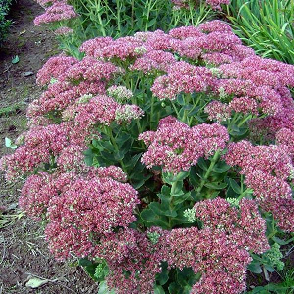 Grote foto sedum tel. herbstfreude vetkruid tuin en terras sierplanten