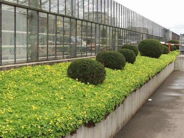 Grote foto waldsteinia ternata tuin en terras sierplanten