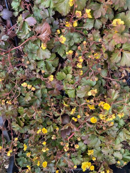 Grote foto waldsteinia ternata tuin en terras sierplanten