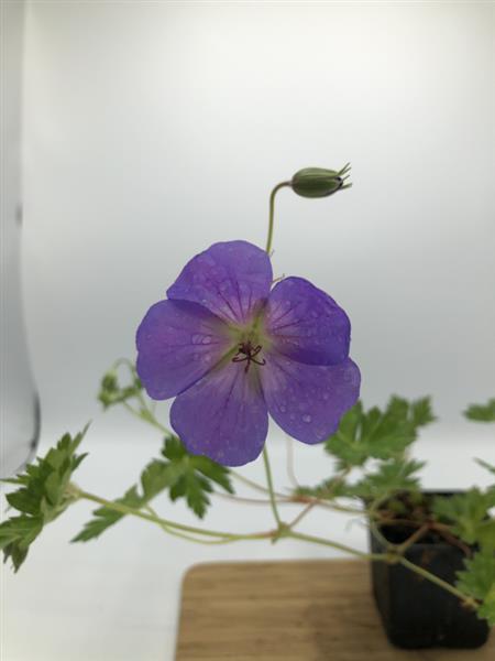 Grote foto geranium rozanne tuin en terras sierplanten