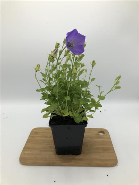 Grote foto campanula carp. blaue clips tuin en terras sierplanten