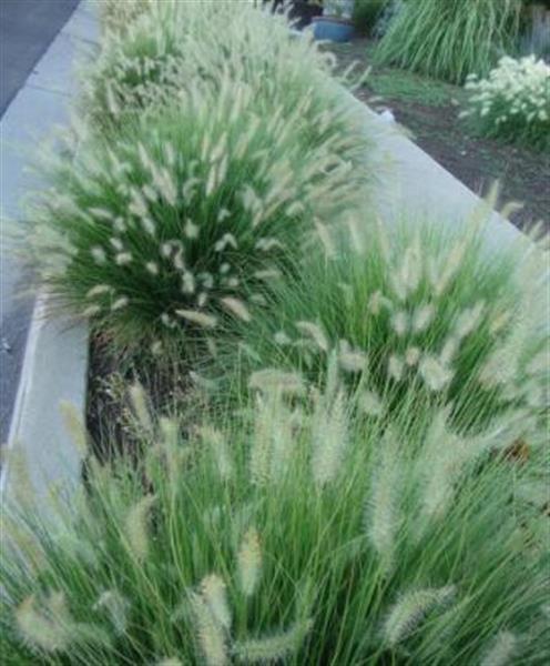 Grote foto pennisetum alp. little bunny lampenpoetser gras lampepoetser tuin en terras sierplanten