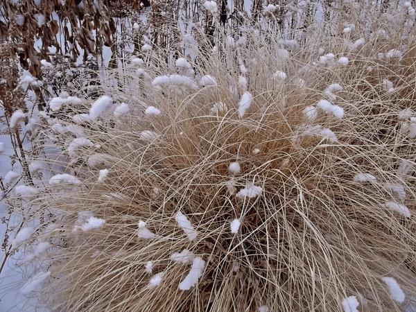 Grote foto pennisetum alp. little bunny lampenpoetser gras lampepoetser tuin en terras sierplanten