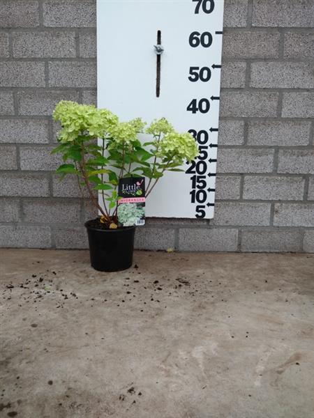 Grote foto hydrangea pan little lime mini pluimhortensia tuin en terras sierplanten